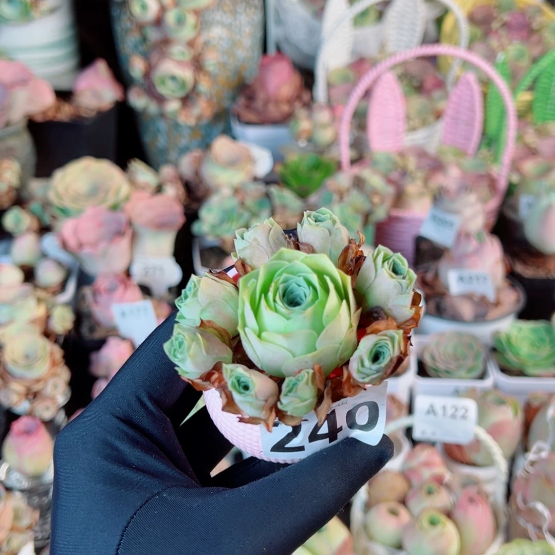 240透粉捧花群。   一物一拍