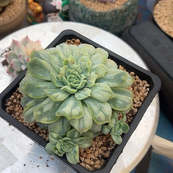 泡泡纱群，，， ，，，，，，