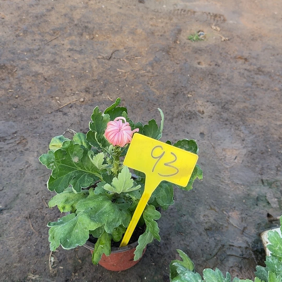 南***术大部分花苞少量开放93蟠桃