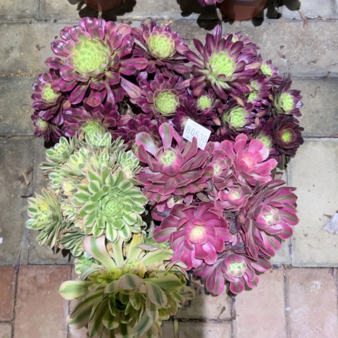 【闪购商品】530组合多肉