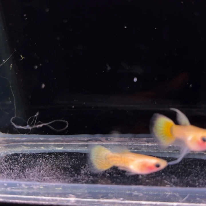 孔雀鱼金蕾丝玻璃猫大C1对