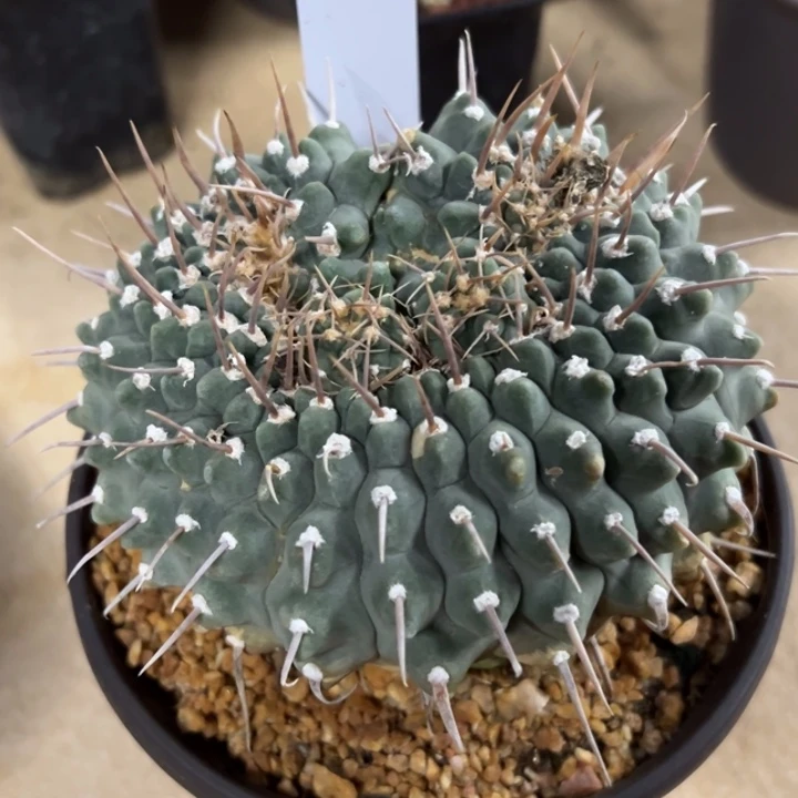 用***1335号裸鄂实生缀化