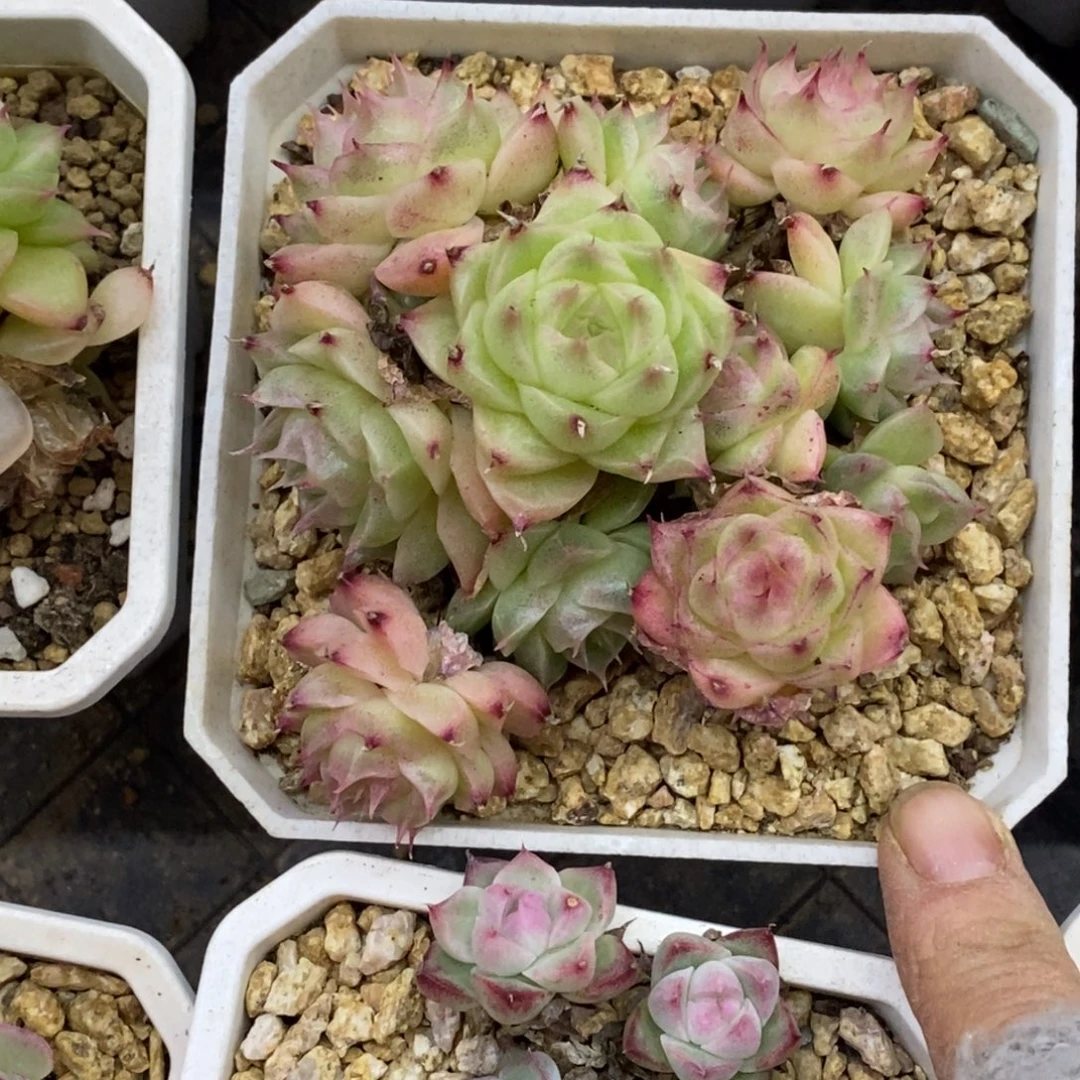 精品多肉一物一拍不包整87