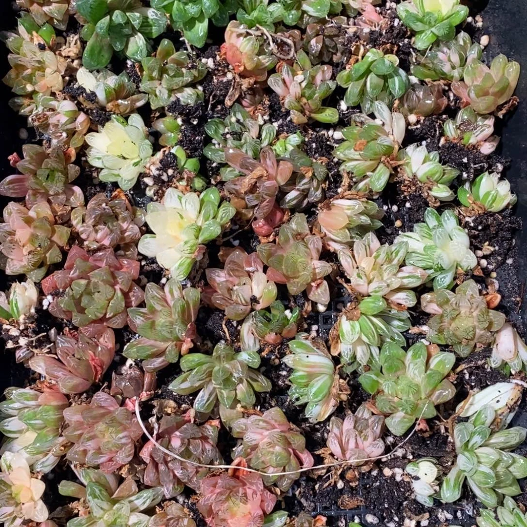 3128 一颗优选实生苏皇玉露锦 元旦整点福利