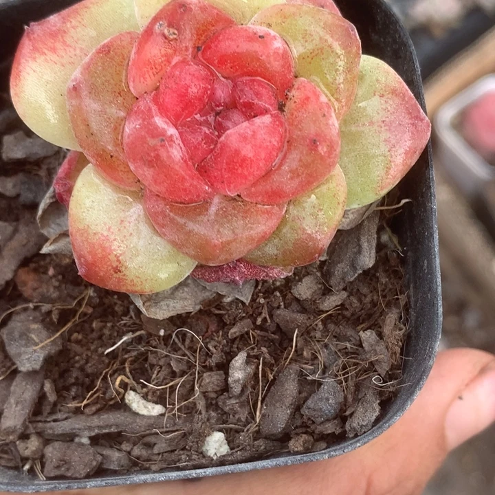 红琥珀。贵。特价（满9.99包邮不满9.99发叶子）