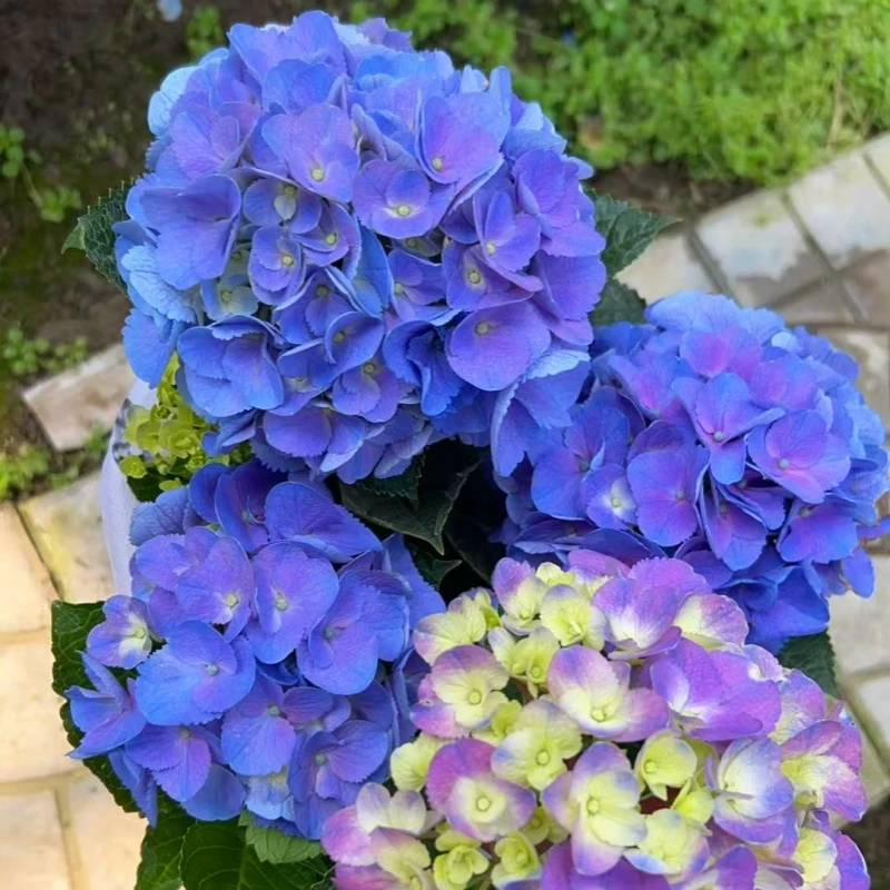 【蓝水晶】稀有绣球花品种盆栽室内外庭院花卉易成活爆花期长