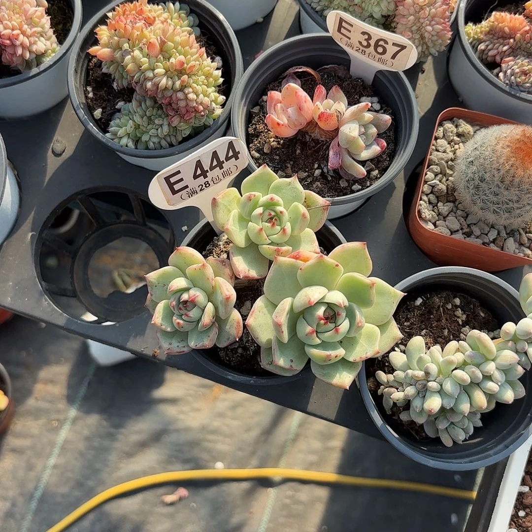 E444黄真伊一物一拍