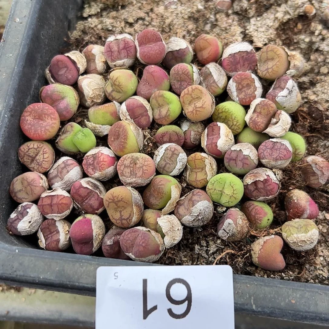 000061量拍以下1颗优选毛杂