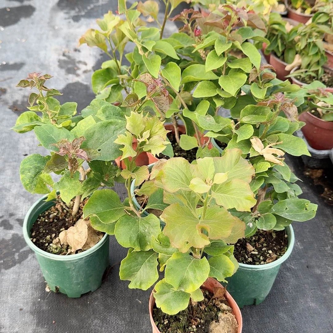 完全开放贝壳红和异域彩虹