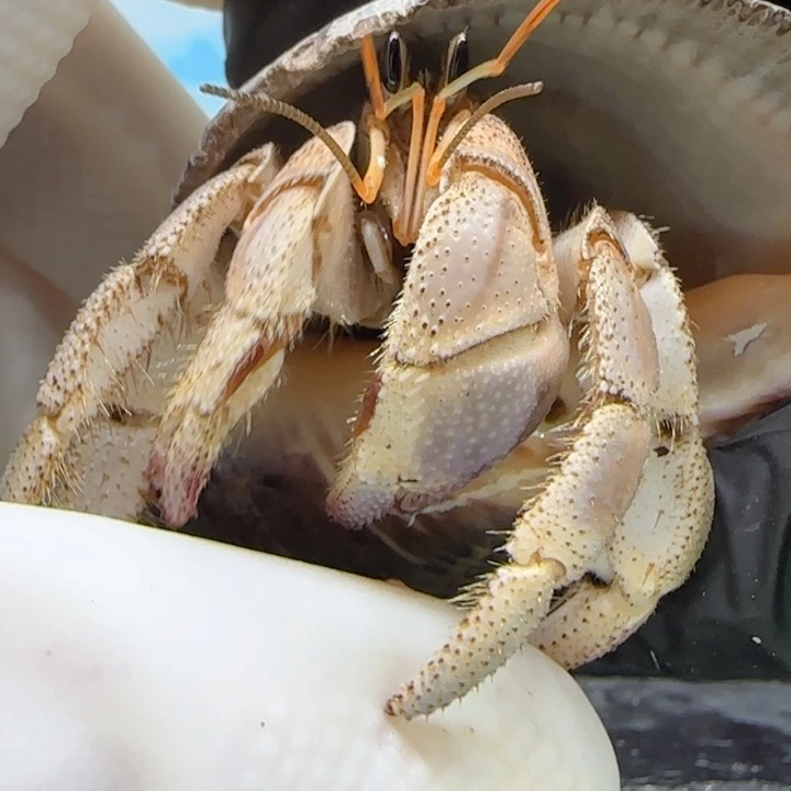 A102大口径灰白3.5cm斜口口径