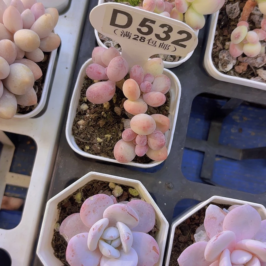 D532苹果奶一物一拍