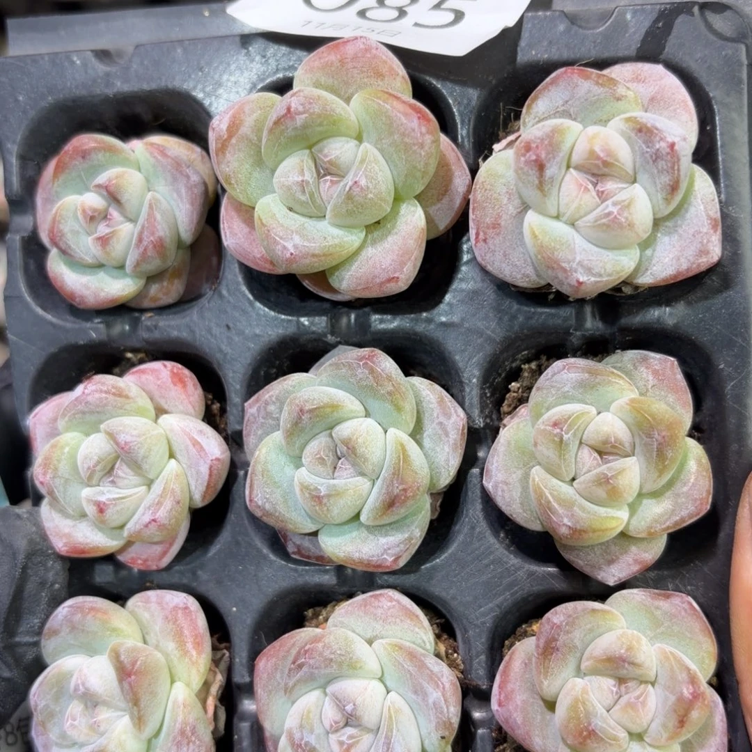85 号江北多肉到手1框