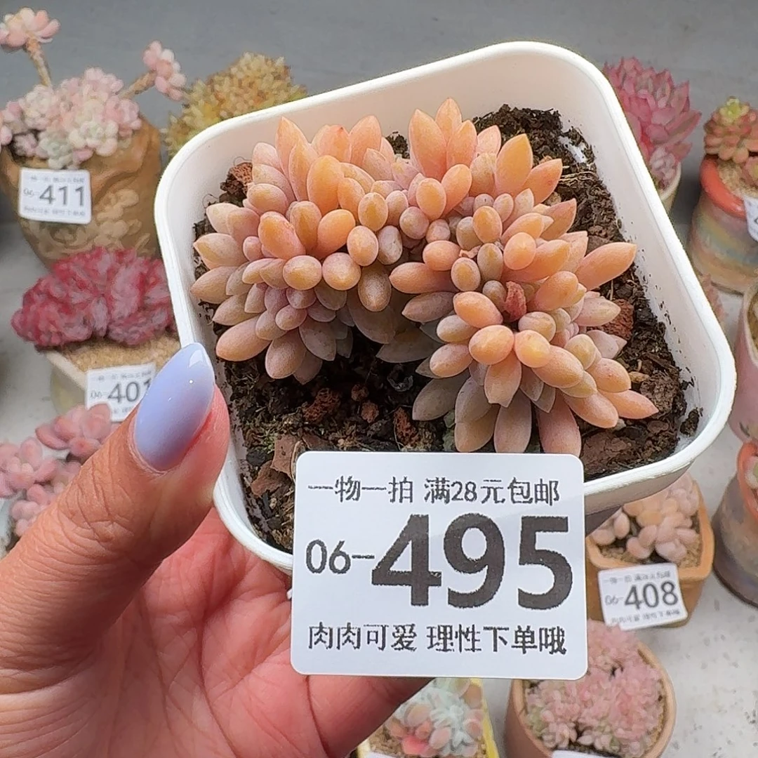 醉美人缀化无盆土发货无盆