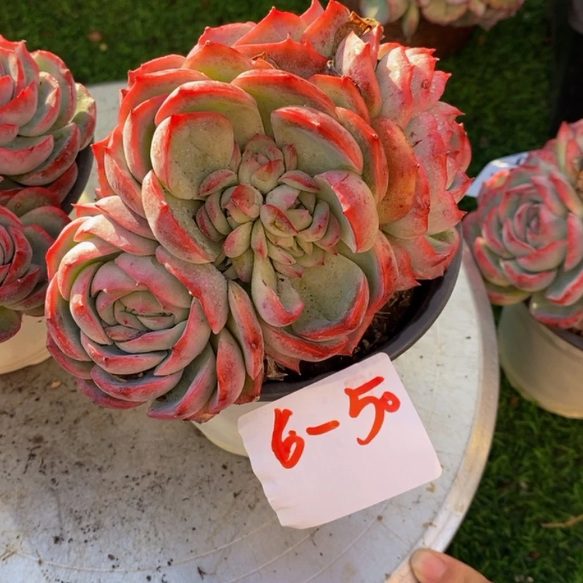 【闪购商品】半***心多肉植物的