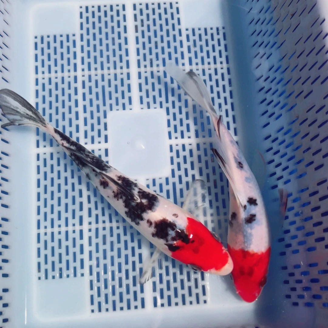 锦鲤锦鲤观赏鱼1233223