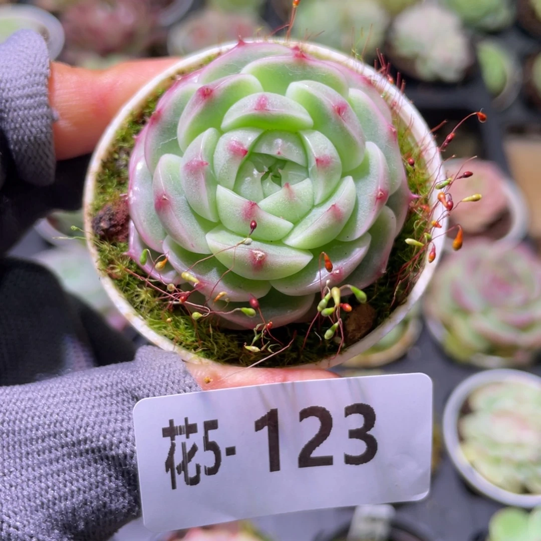 花利美 5-123翠颜