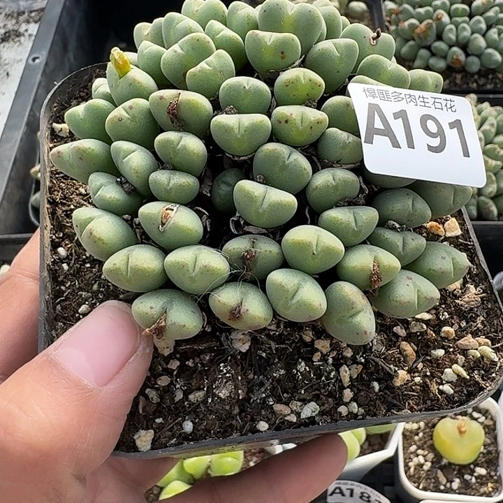 191多肉植物多肉植物