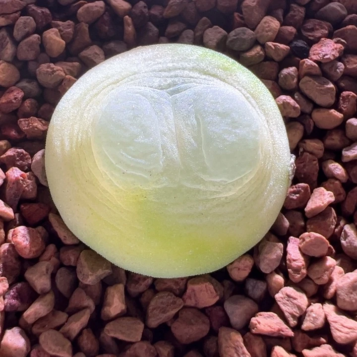 我***名A5431.8尺寸.  优选贴地飞四年1200拉登。