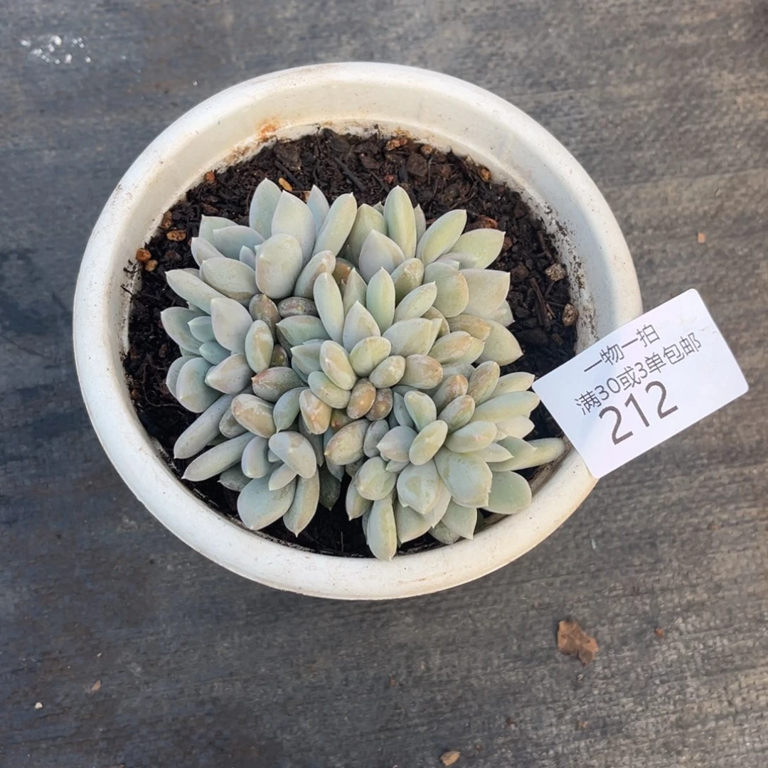 212胖美人缀多肉植物