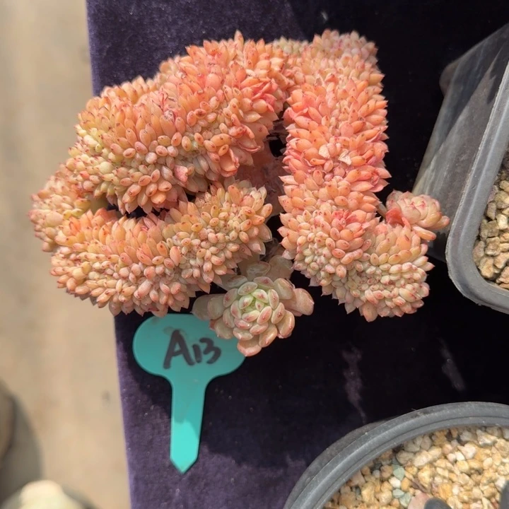 13厘米左右一物一拍的白胖子多肉植物