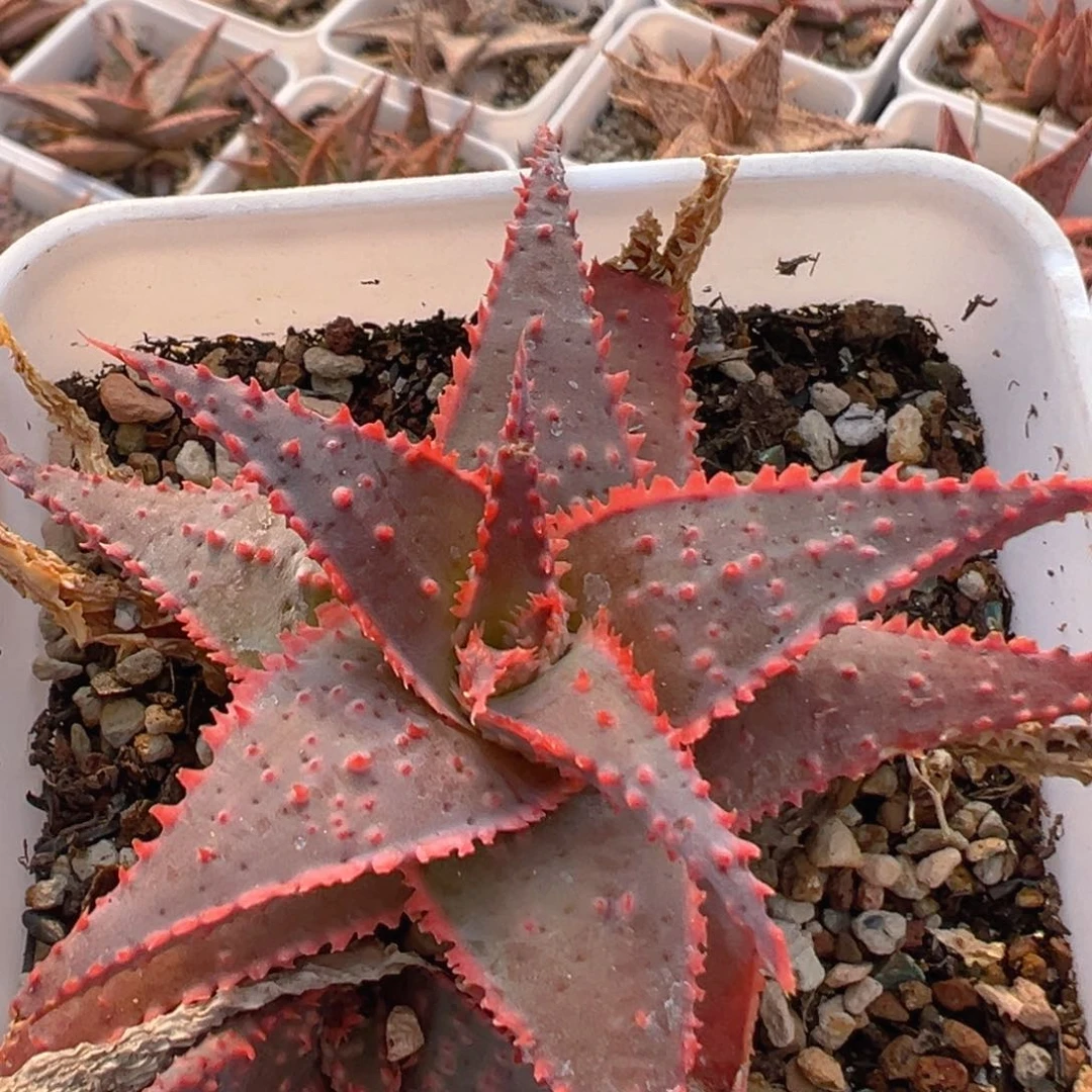 魏*66多肉植物百科知识