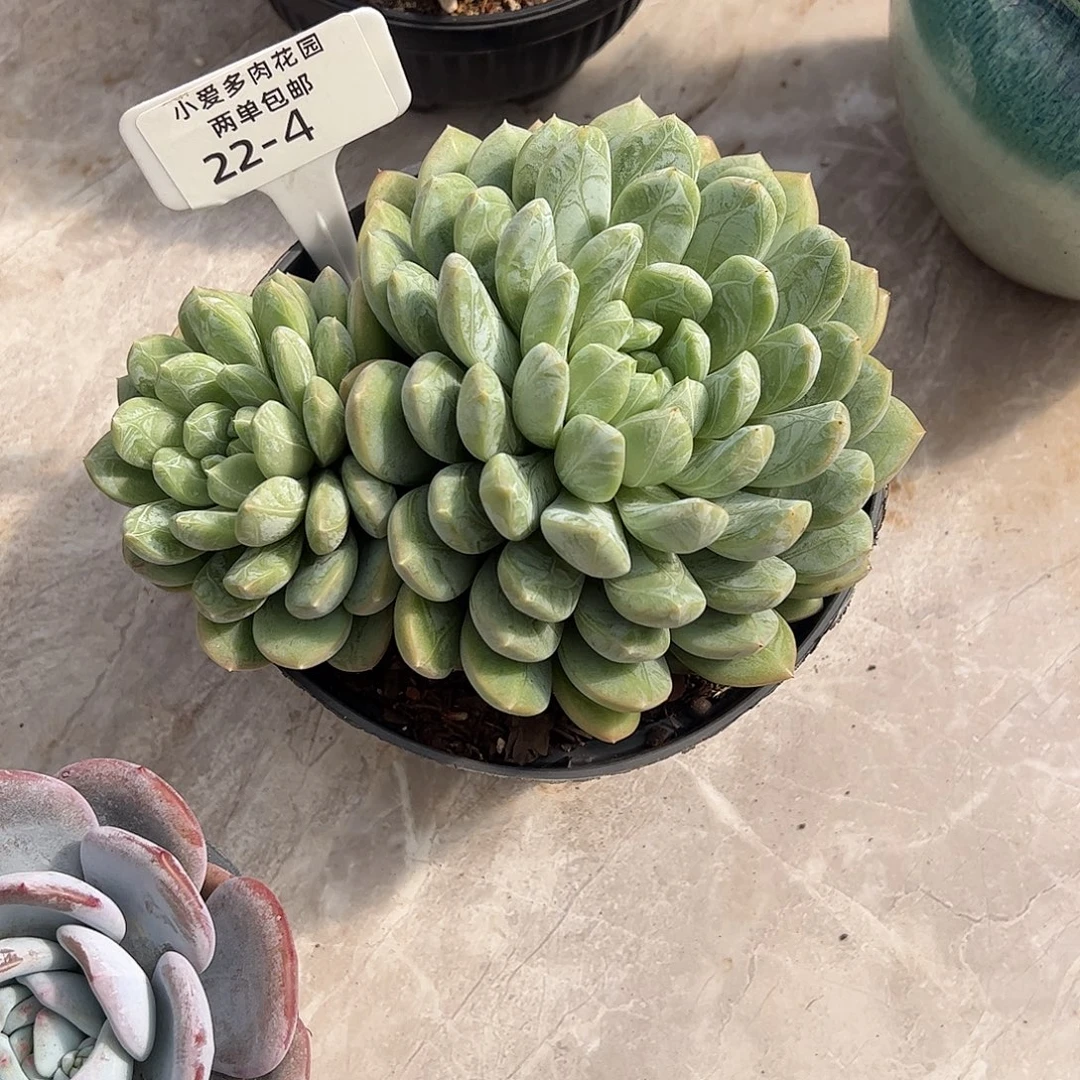 ****）多肉植物组合盆栽4
