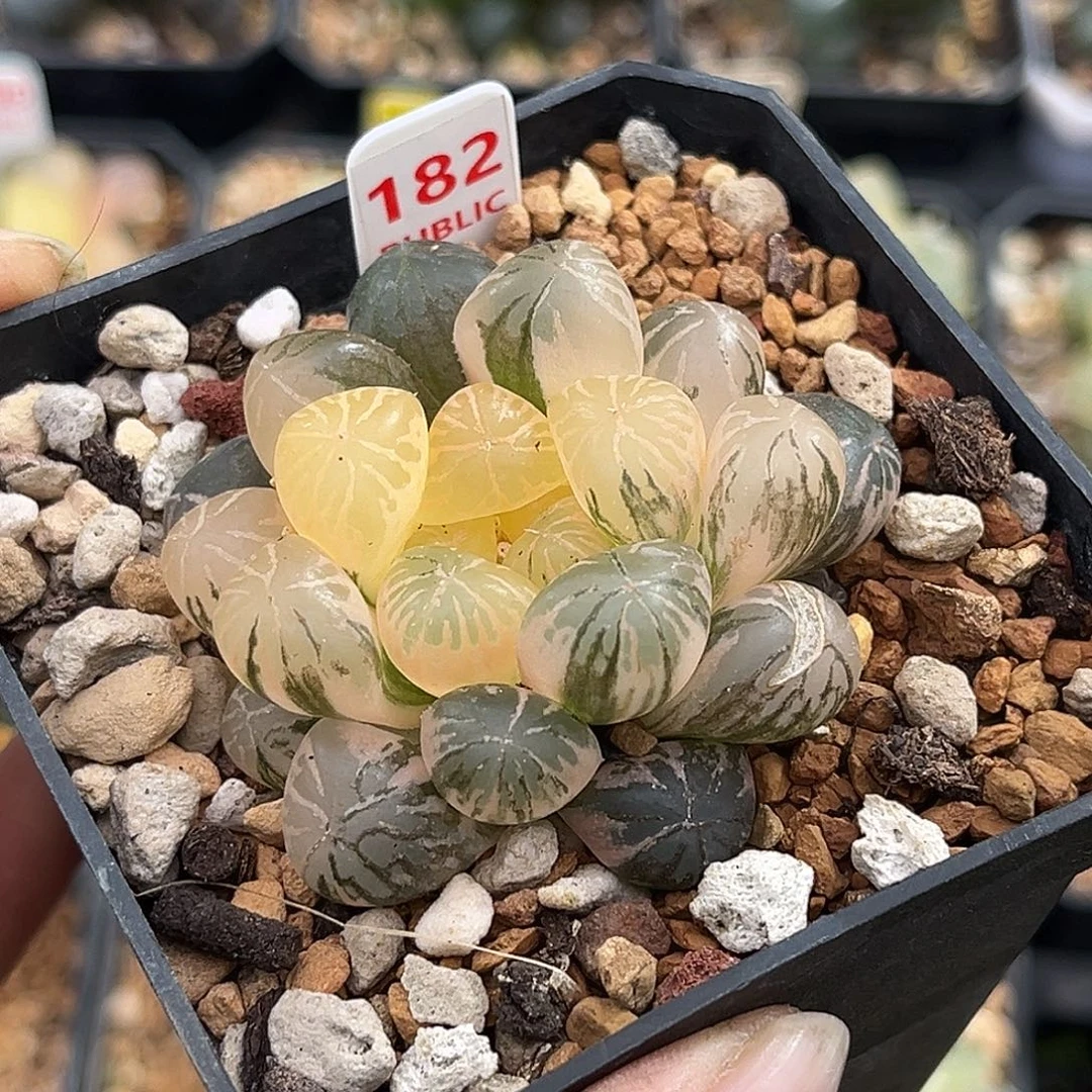 182塑料皮玉露锦福利