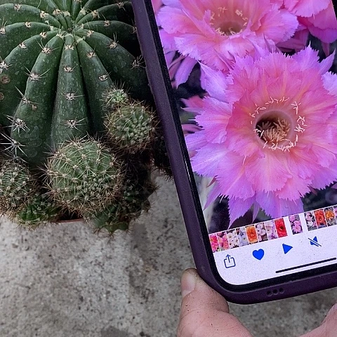 山脉仙人球，358990