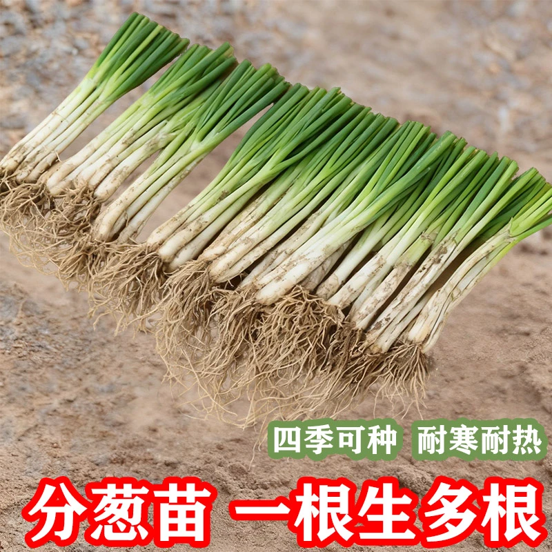 四季小香葱根苗分葱种苗带根切叶蔬菜幼苗抗病高产阳台农田种植葱