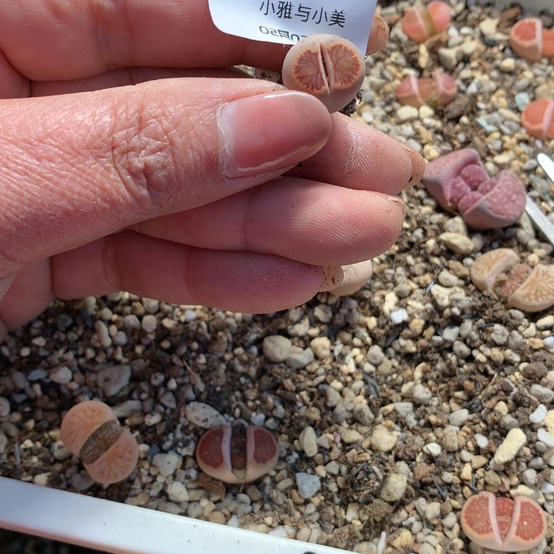 一*D84多肉植物保护研究所