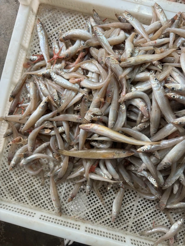青岛发货沙丁鱼四斤