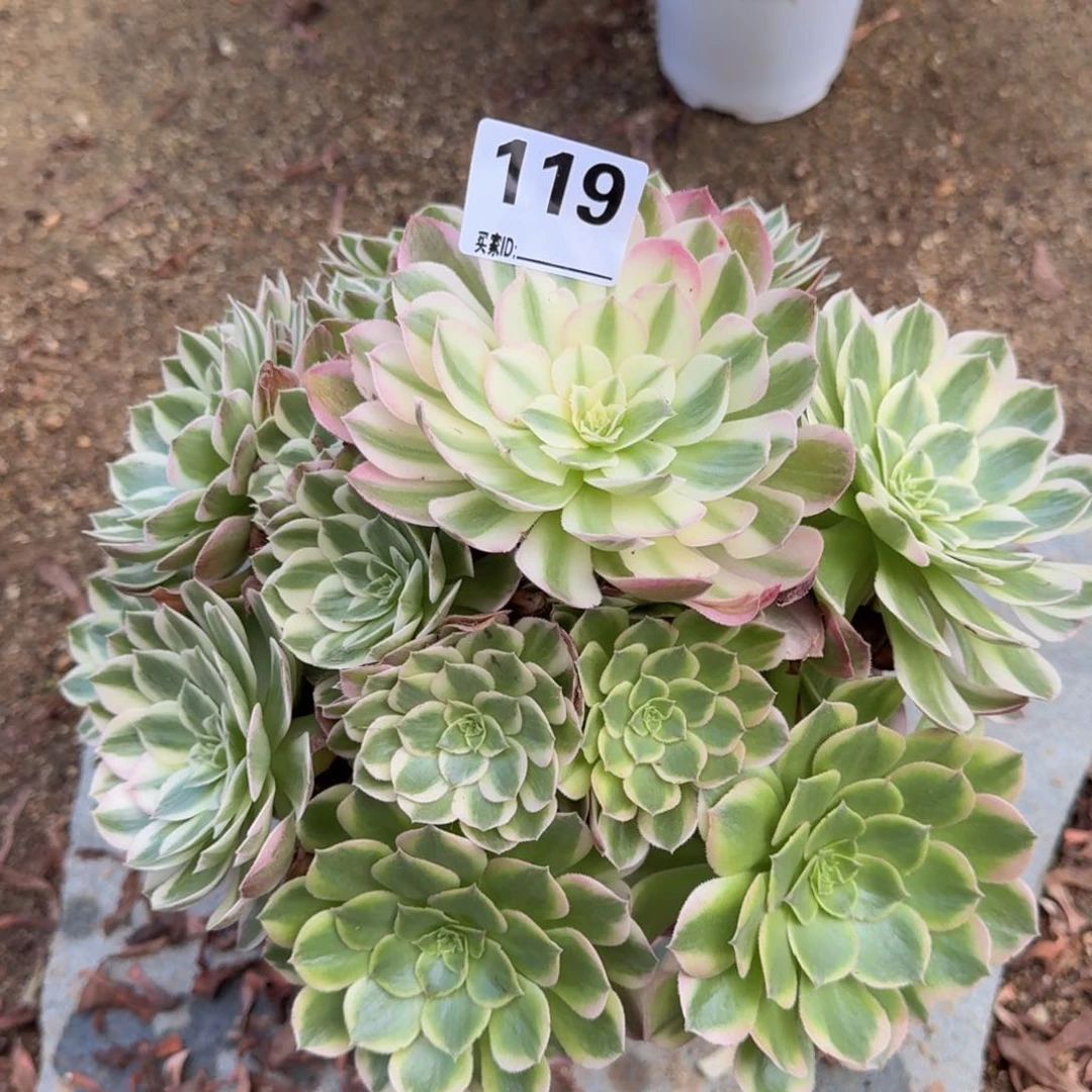 119海王多肉植物