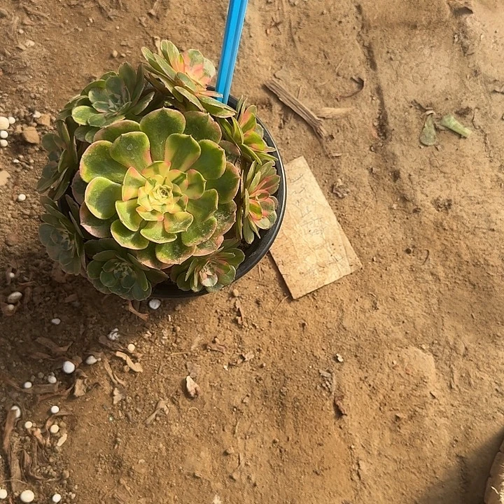 778荔枝么哦哦哦哦