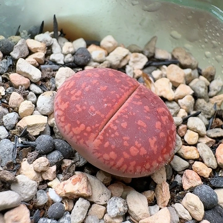 23900清框特价火印