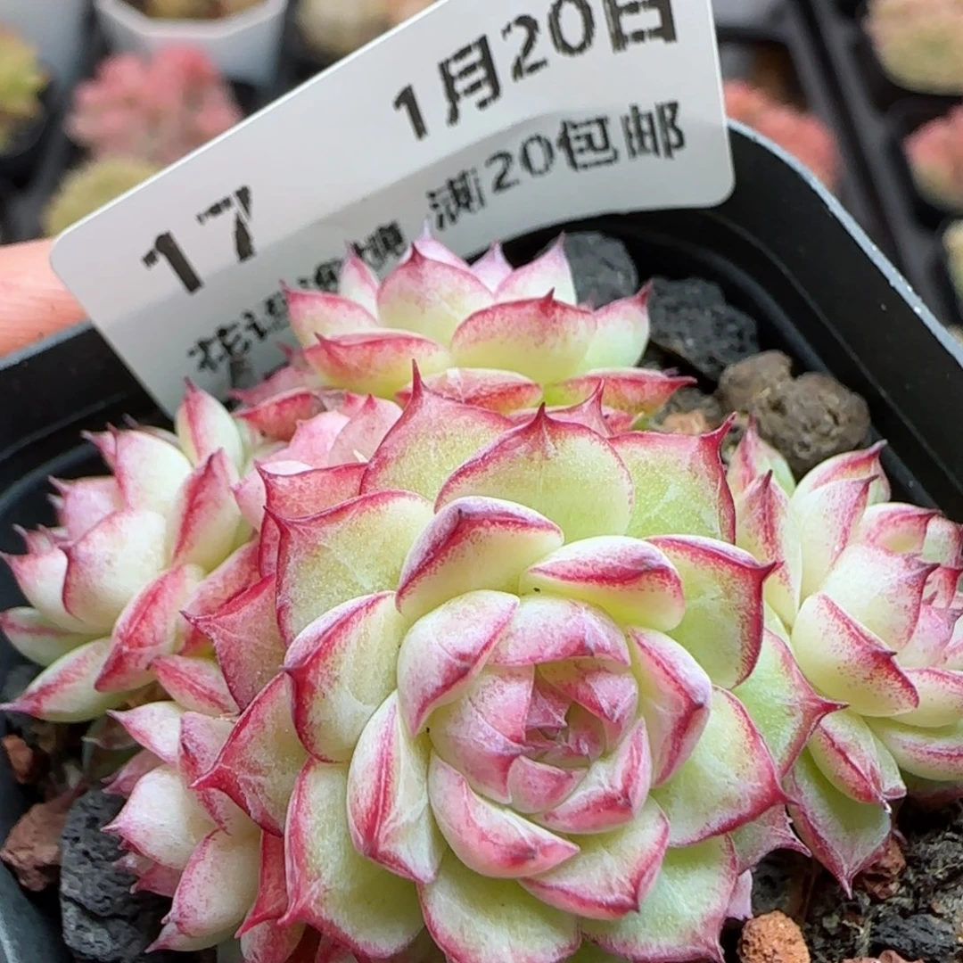 花语逸境0120-17女王