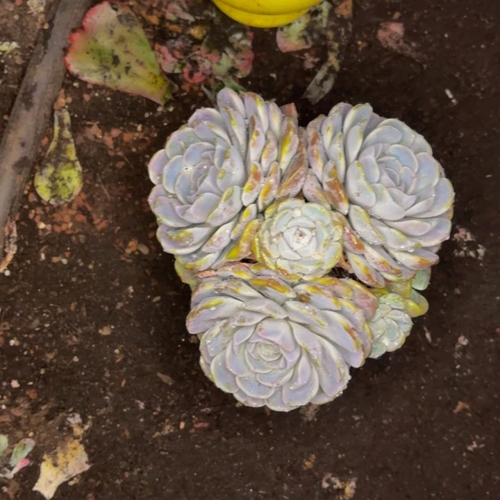 牛***嫂老桩精品肉肉汉堡