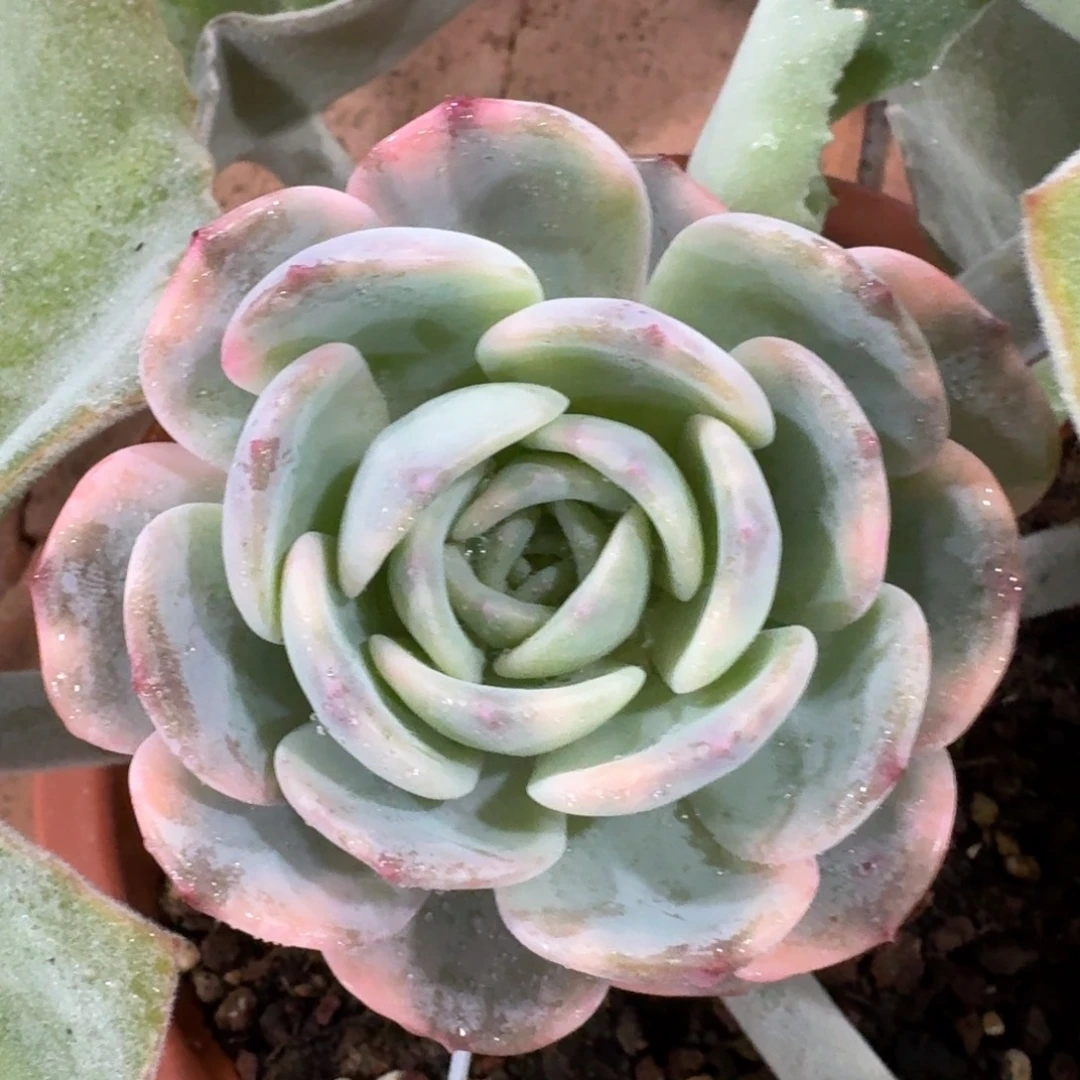 2945一物一拍多肉植物