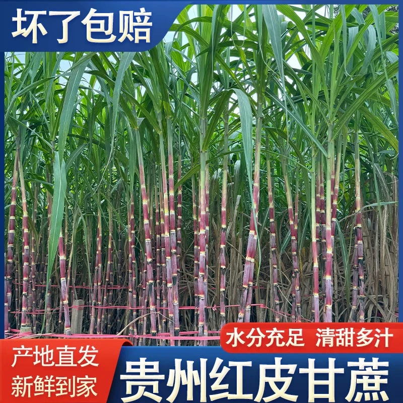 贵州新鲜红皮可可甘蔗脆甜产后可口皮薄多汁精选中段甘蔗现砍现发