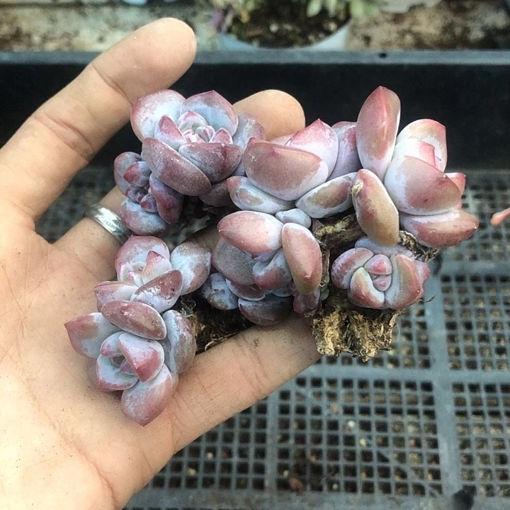 星影石榴籽福利出咯 153