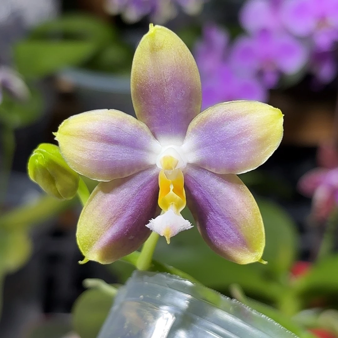 大部分开放少量花苞