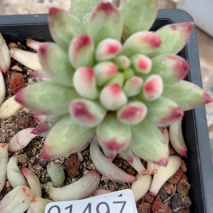 幸运的是我的朋友