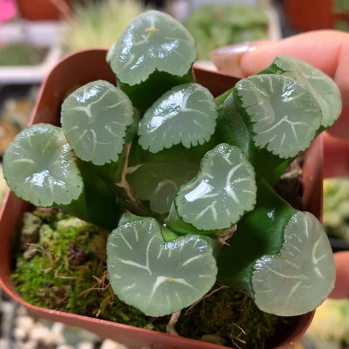 雷光万象带盆土发货