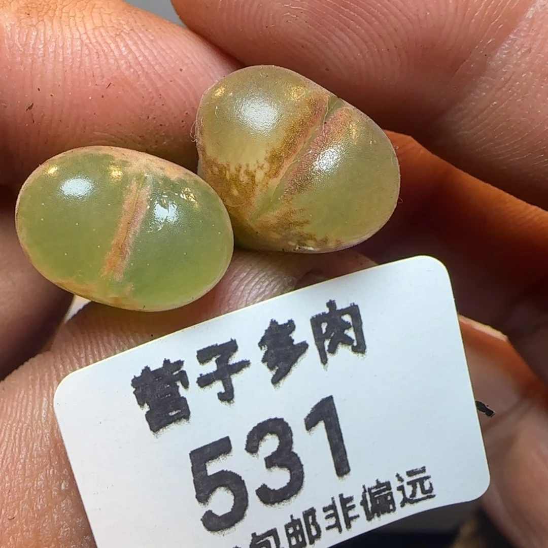红宝石风铃。           