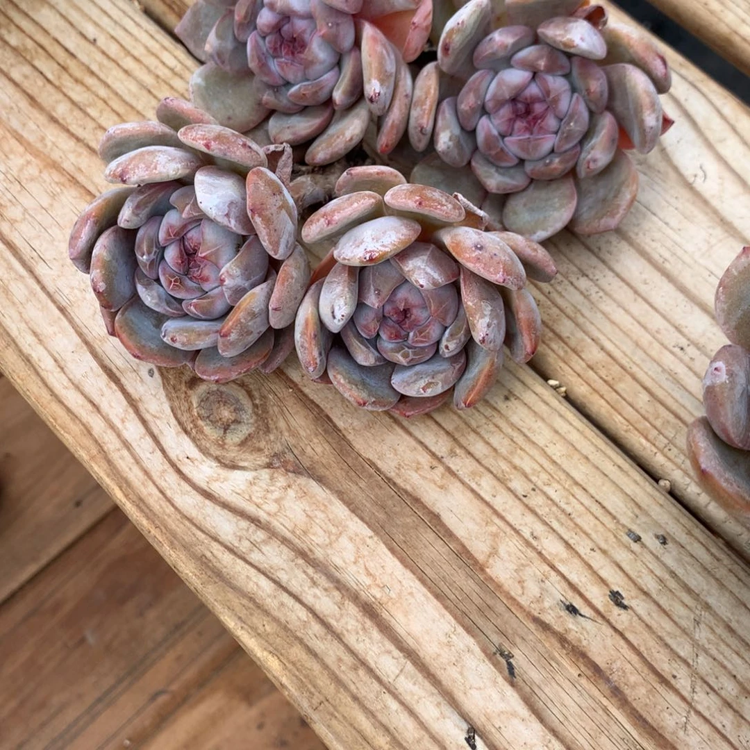 北**雪北风如雪突尼斯两个发货多肉