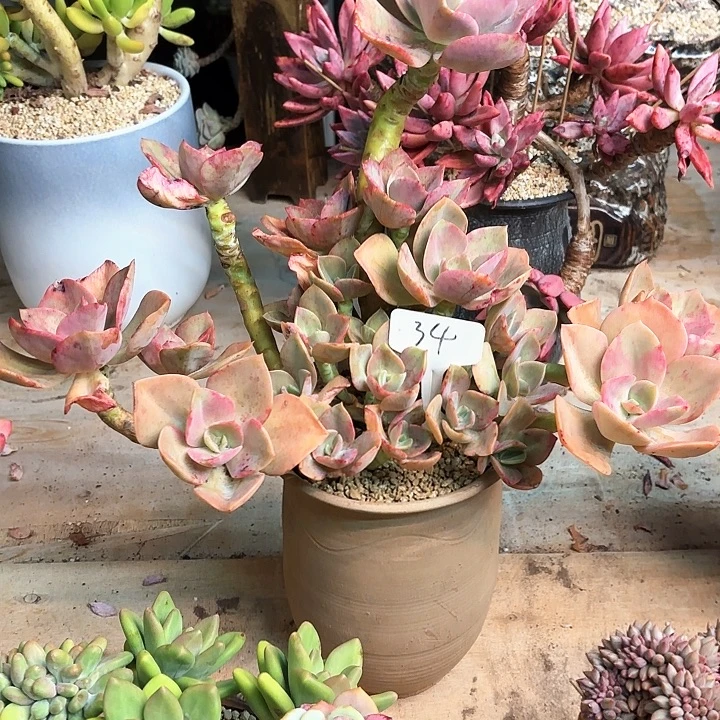 多肉植物，赫式34号