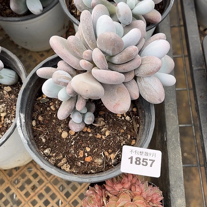 阿雅园艺。        1857奶酪