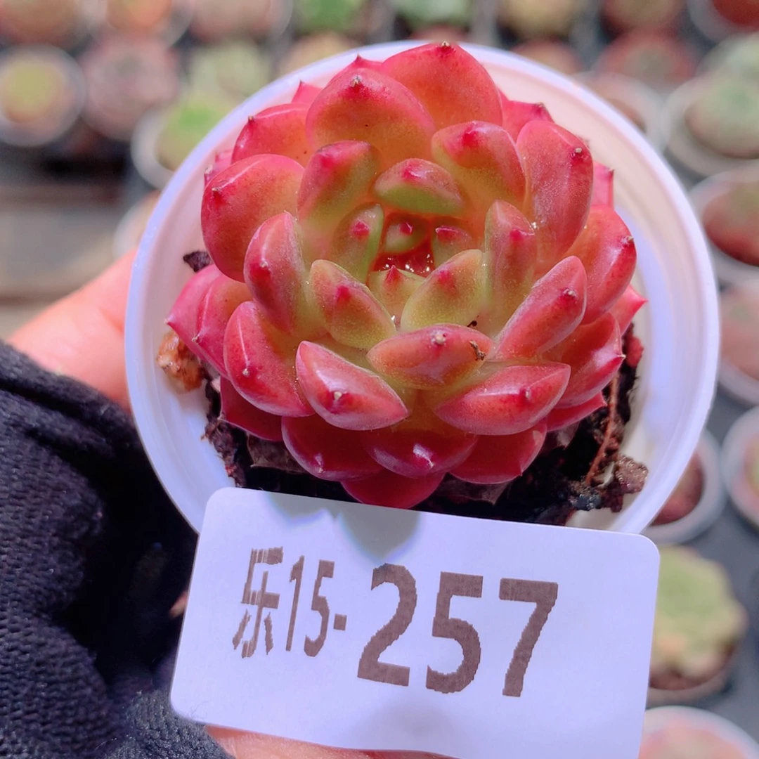 乐然15-257 灵翠单头