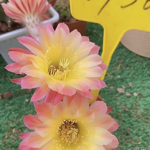 花**香仙人掌彩草4cm 0936