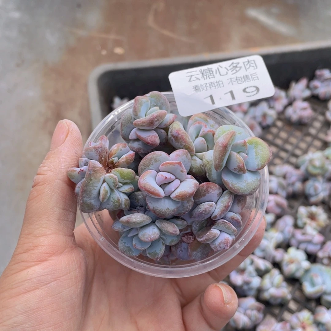 云糖心多肉植物119