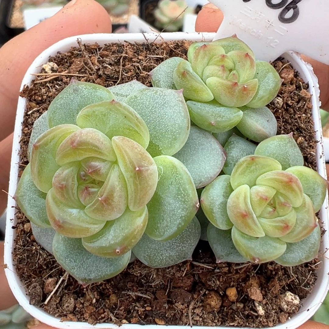 106号不包整晗雨多肉植物